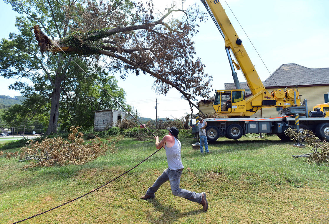 Winds cause tree to fall on Anniston house
